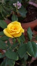 Yellow Rose Royalty Free Stock Photo